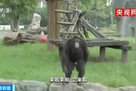 黑猩猩发飙朝人群丢东西！保育员：它跟游客学的……图片