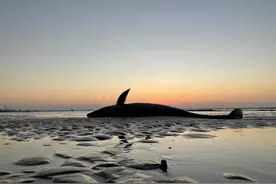 瓜头鲸为何搁浅上海金山海边？或主动来杭州湾觅食但不熟地形图片