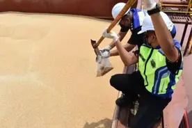 马来西亚海关查扣从澳大利亚进口的价值约500万美元小麦图片