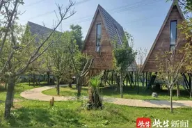 酒店内可“撸”老虎狮子？！专家观点：保护动物权益有待探讨，肯定培养保护动物的意识图片