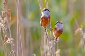 “神奇”的动物在上海 | “鸟中大熊猫”——震旦鸦雀视频封面