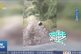 四川牧民上山喂牦牛途中偶遇野生大熊猫：全程踱步一点不怕人视频封面