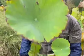 拾光｜35年与荷为伴，明湖养荷人老宋的半生痴念图片