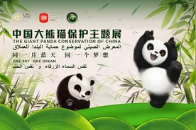 VR现场体验“喂熊”！中国大熊猫保护主题展正式亮相阿联酋2020年迪拜世界博览会图片