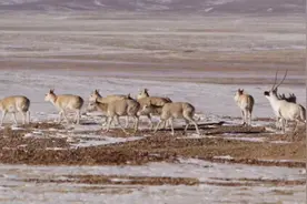 “高原精灵”藏羚羊的“迁徙之谜”图片
