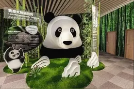 骄傲！汶川大熊猫亮相迪拜世博会，萌翻全场！图片