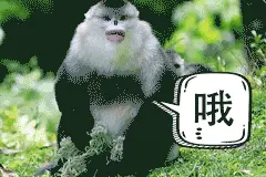 动物表情包大赛开始啦！快，秀出你的高质量动物表情包图片