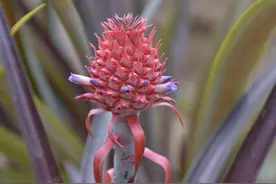 辰山植物园的菠萝正当季，改造完成后的七彩菠萝园来兜伐？图片