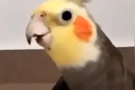 浙江丽水首次报告鹦鹉热病例，其中1例救治无效死亡视频封面