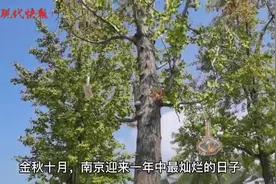 “枫地名”上新！南京地名的斑斓秋色等你来赏图片
