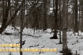神兽“下凡”！白色黄喉貂首次现身东北虎豹国家公园图片