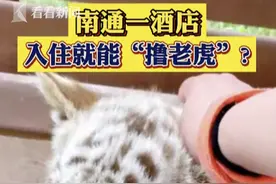 南通一酒店入住就能“撸老虎”？确实图片