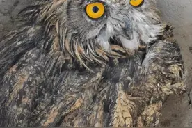 罕见大型猛禽雕鸮（diāo xiāo）受伤，落地东港......图片
