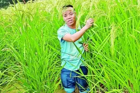 寻一粒谷种，守一方乡愁图片