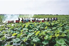 慈溪3500亩连片莲藕基地成网红打卡地图片