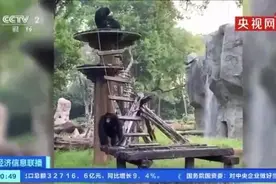 发飙后扔苹果！广州一动物园黑猩猩“学坏”了，饲养员说是跟游客学的图片