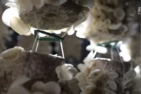 大山的“白富美”要“出阁”了视频封面