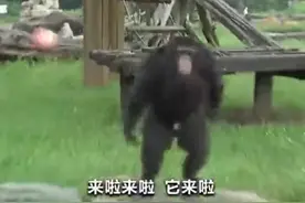 广州动物园猩猩模仿人投喂砸苹果！园方称已加强对游客的劝导图片