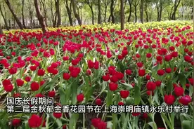 上海：30万株反季郁金香美丽绽放视频封面