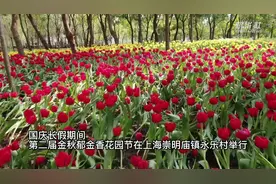 上海：30万株反季郁金香美丽绽放视频封面