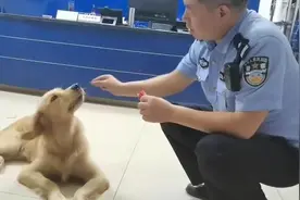 金毛犬假期走丢，被民警抱回派出所