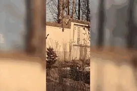 这只被卫星追踪的雪豹如何生活？有这些发现→图片