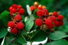 耐耐老师讲故事 |《小草莓》图片