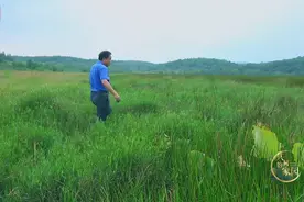 “植物中的大熊猫”面临灭绝！他们追寻野生稻20年，定位出全国野生稻居群视频封面