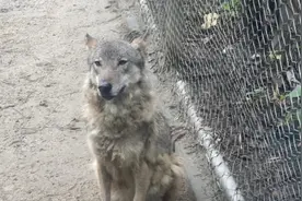 网曝成都动物园狼吃肉被噎 园方回应：受惊吓后的过激反应图片