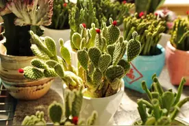 花卉繁多、价格亲民，国庆假日期间，闵行这家花卉市场火了图片