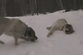 它比跑步更伤膝盖，如何“延长膝盖寿命”,骨科医生这样说图片