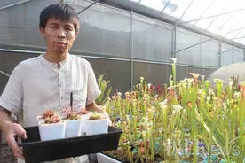 奇花异草专“吃”虫子！园艺师办起体验馆，这样的网红植物你想养吗？图片