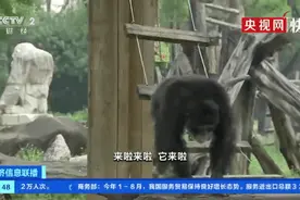 黑猩猩朝游客扔苹果？不妨多问几个为什么图片