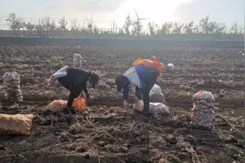 内蒙古阴山山麓装土豆的农人 一天装200袋图片