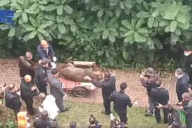 400多斤野猪窜进小区，物业报警后民警现场击毙图片