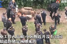 沈阳400斤重野猪窜进小区被击毙，小区物业人员：附近没有公园山坡图片