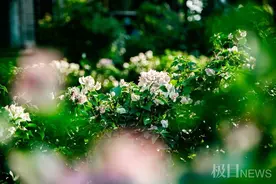 5万人次！白天赏花夜观灯，武汉植物园国庆客流量创近3年新高图片