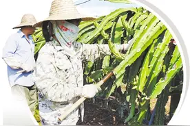 甜心火龙果 诱人金菠萝图片