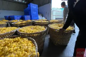 “72变”之三色渐变南充晚秋“黄金茧”丰收图片