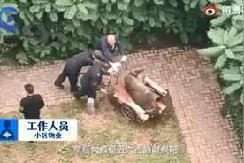 400多斤野猪窜进沈阳某小区！砰一声枪响…图片
