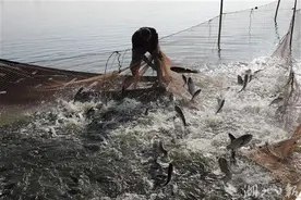 起鱼啦！起鱼啦！松滋市王家大湖养殖户喜获丰收图片