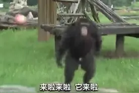 发飙后扔苹果，黑猩猩“学坏”了图片