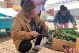 小小葡萄振兴古云中新乡村：黄河畔现“层层珍珠塔”图片