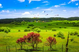 重庆武隆仙女山有“四绝”：林海 奇峰 草场 雪原图片