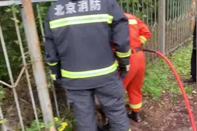 昌平一只野猪钻栅栏被卡，消防员解救后它瞬间逃走图片