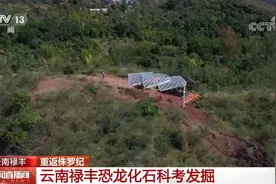 恐龙的祖先是什么？“化身为石”分几步？死后为何头朝东方？......穿越亿万年，一起探索远古的奥秘图片