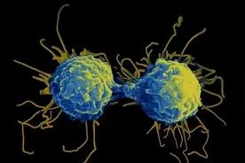 被诺奖遗忘的伟大发现：T细胞和B细胞，定义现代免疫学的起点图片