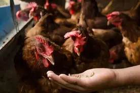 前列腺患者请注意，“大鱼大肉”不适合你们图片