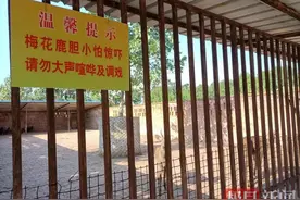 看了个寂寞，这家动物园动物竟是画在墙上的？图片