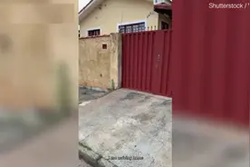 巴西一只宠物狗将头从墙上的洞口伸出来迎接回家的主人图片